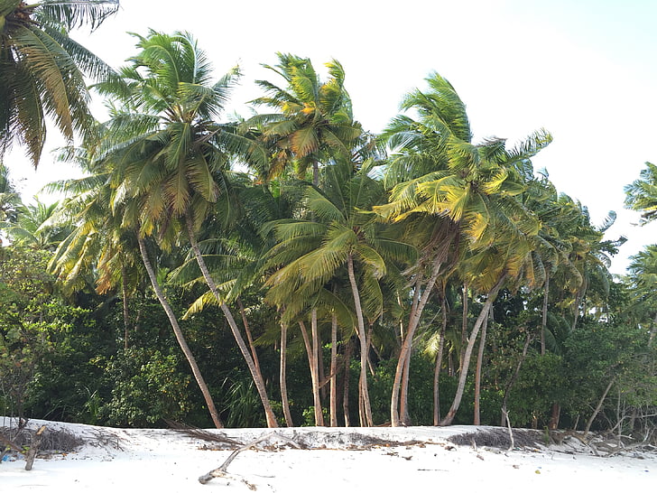 noix de coco, arbres, près de :, mer, rive, plage, arbre