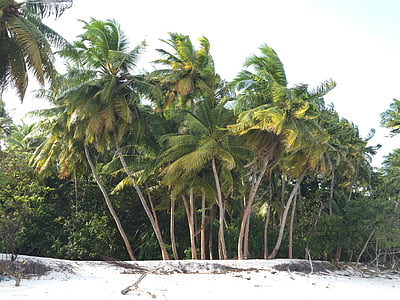 kokos, trær, nær, sjøen, kysten, stranden, treet
