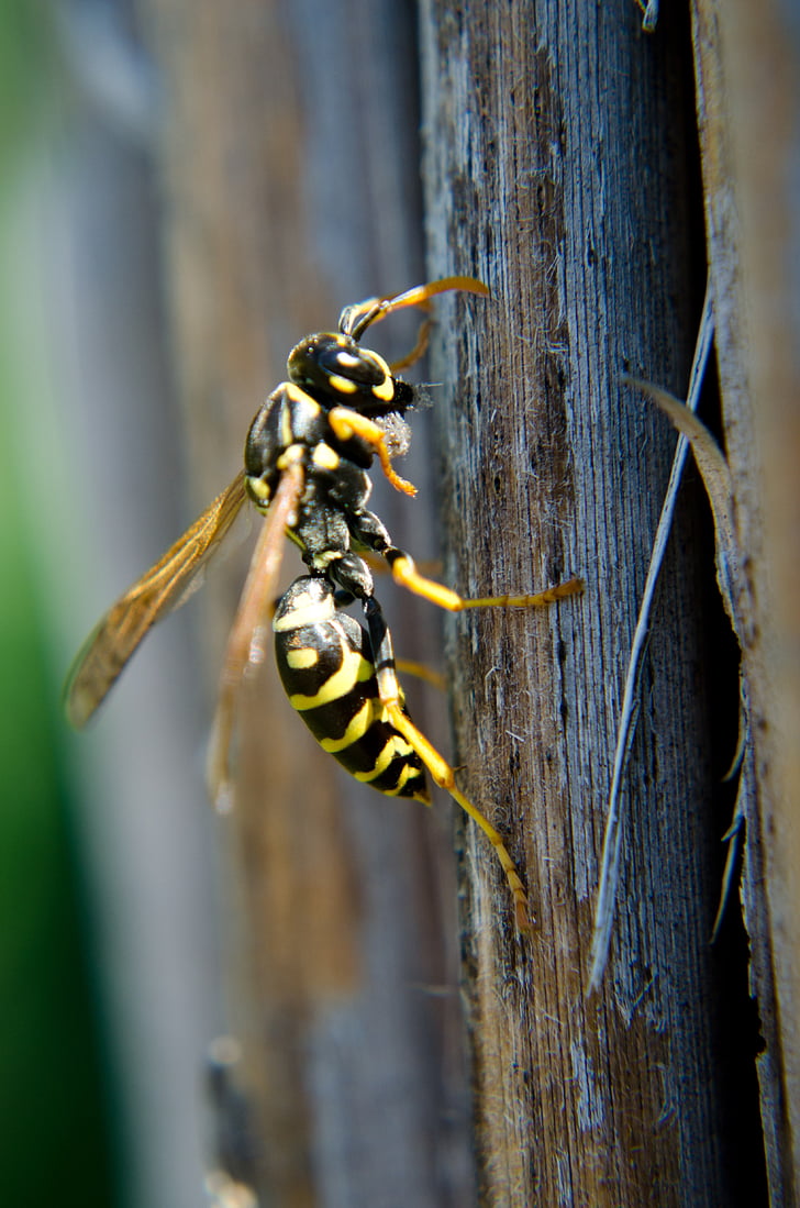 french wasps, insects, wasp, macro