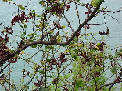 nest, hummingbird, small, bird's nest, caribbean, breed