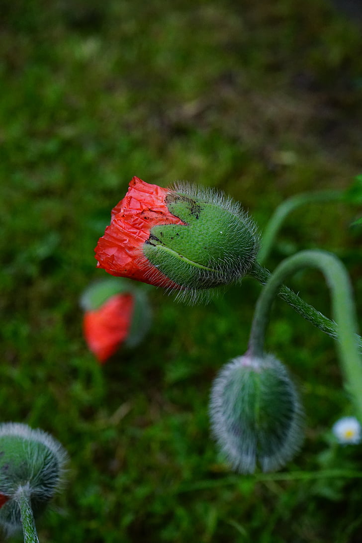 flor de amapola, flores, flor, rojo, Klatschmohn, peludo, Papaver rhoeas