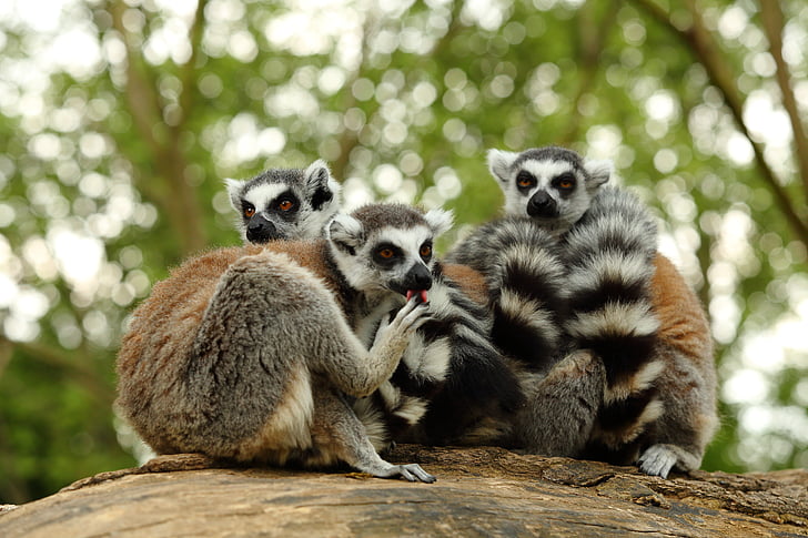animal, group, zoo, exotic, lemur, primate, mammal