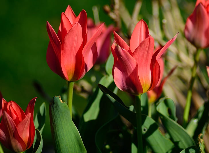 Tulip, ngoài trời, mùa xuân, màu đỏ, Thiên nhiên, Hoa, thực vật