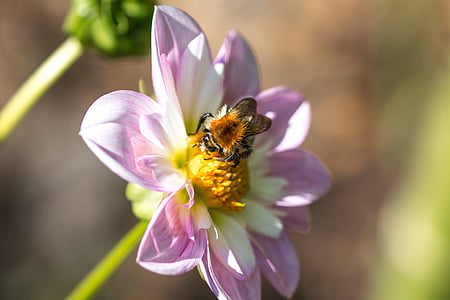 Далия hortensis, Hummel, Блоссом, Блум, макрос, насекомое, цветок