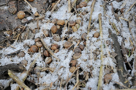 snow, snails, shell, ground, forest, brown, white