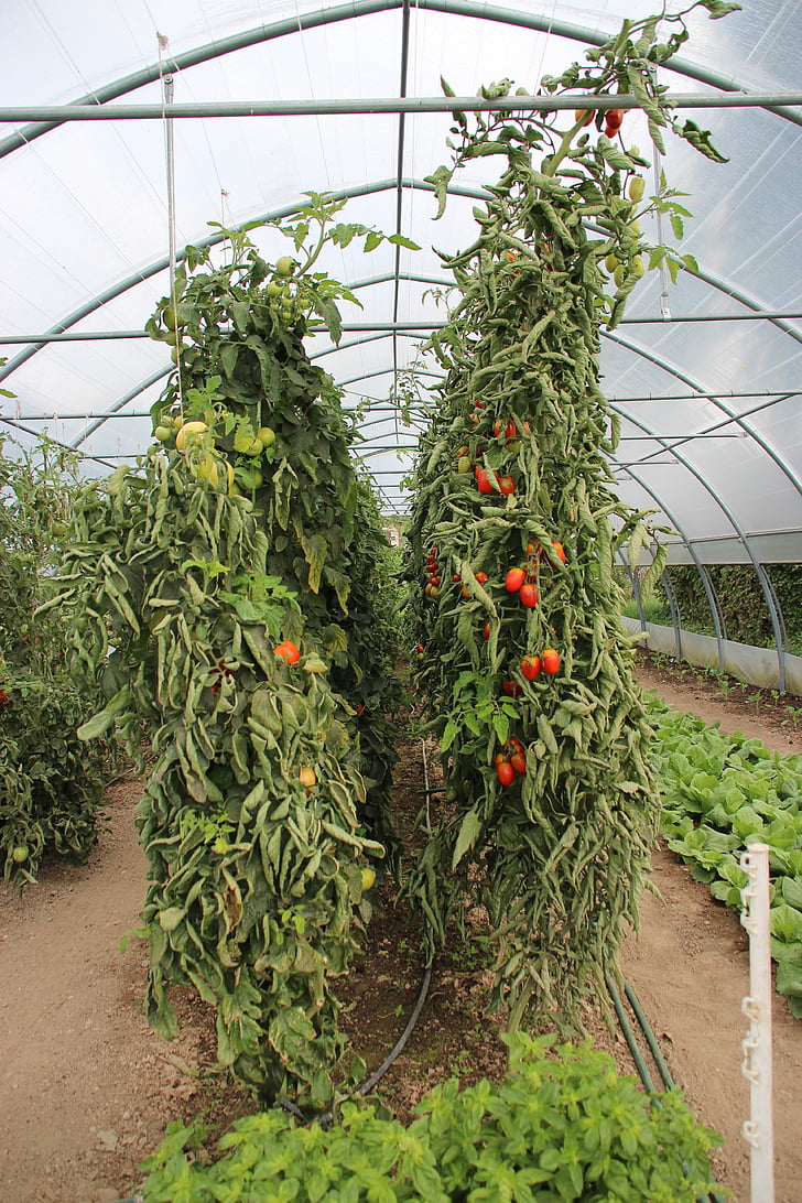 tomate, tomate, vermelho, videira, maduras, planta, crescendo