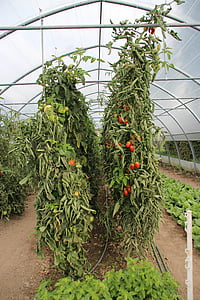 tomate, tomates, rojo, vid, madura, planta, crecimiento