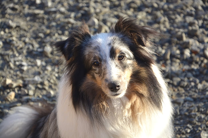 cão, Shetland sheepdog, fêmea, cabeça, animal, animais domésticos, retrato