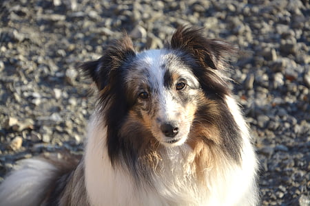 perro, perro pastor de Shetland, mujer, cabeza, animal, animal doméstico, Retrato