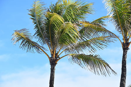 Palmipuu, Tropical, Palm, puu, puhkus, taevas, suvel