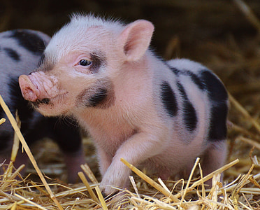 domuz yavrusu, wildpark poing, Bebek, küçük domuz, şirin, tatlı, komik