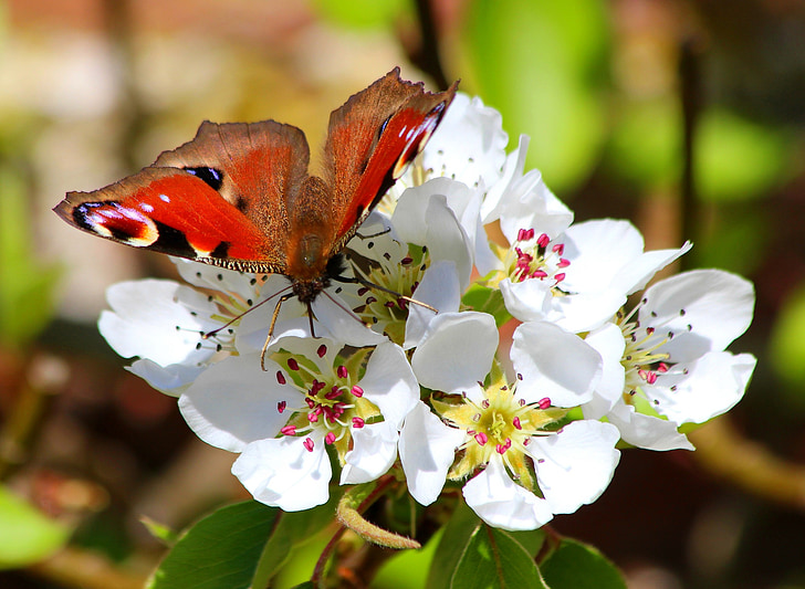 butterfly, flowers, spring, nature, macro
