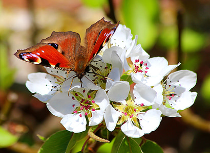 butterfly, flowers, spring, nature, macro
