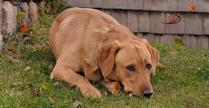 koer, Labrador, mis asub, looma, PET, karusnaha, lehed