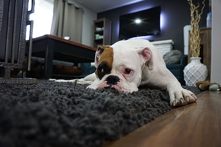adorable, animal, canine, carpet, close-up, cute, dog