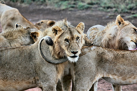 Photographie animalière, animaux, gros plan, Groupe, lionne, Lions, macro
