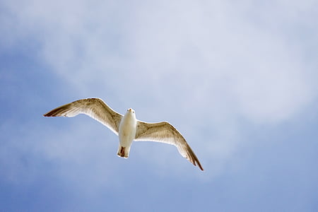 seagull, bird, from the bottom, flight, fly, coast, seevogel