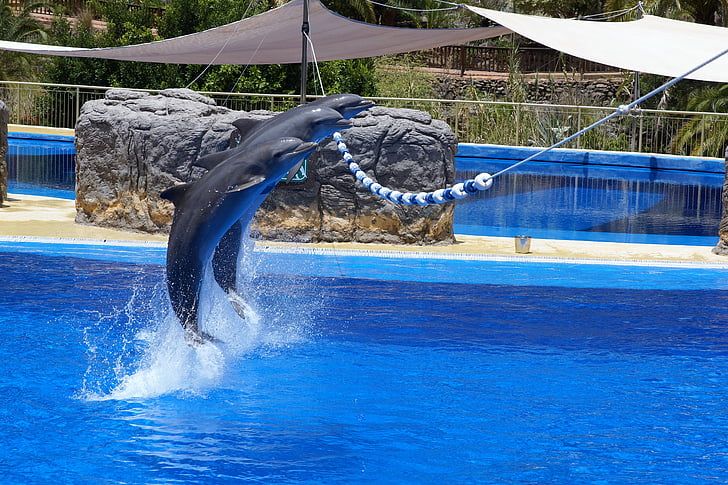 делфините, вода, Зоологическа градина, животните, синьо, спорт, море
