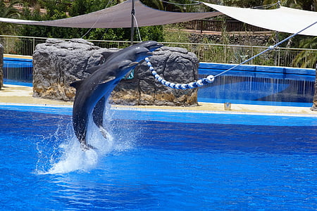 dolphin, water, zoo, animal, blue, sport, sea