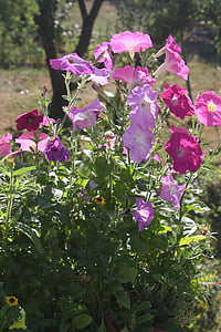Petunia, virágok, szép, Bush, nyári, tavaszi, dísznövények