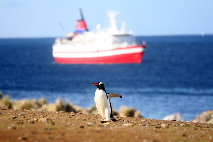 penguin, boat, sea, ship, ocean, nature, bird
