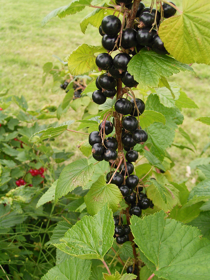 currants, garden, fruit, berries, fruits, bush