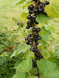 френско грозде, Градина, плодове, плодове, плодове, Буш