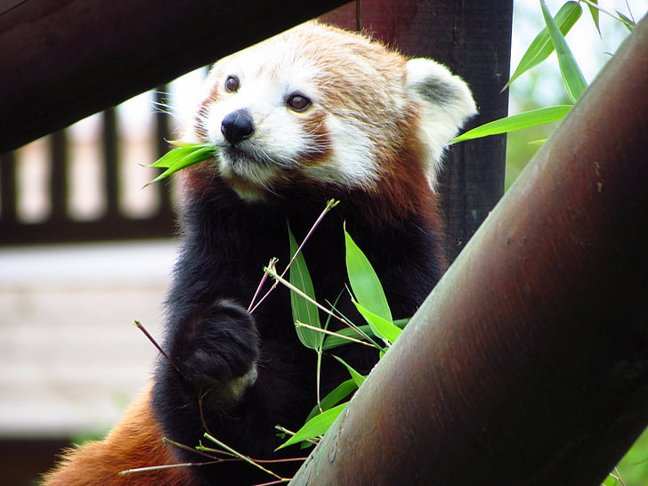 röd, Panda, röd panda, äta, sitter, djur, vilda djur