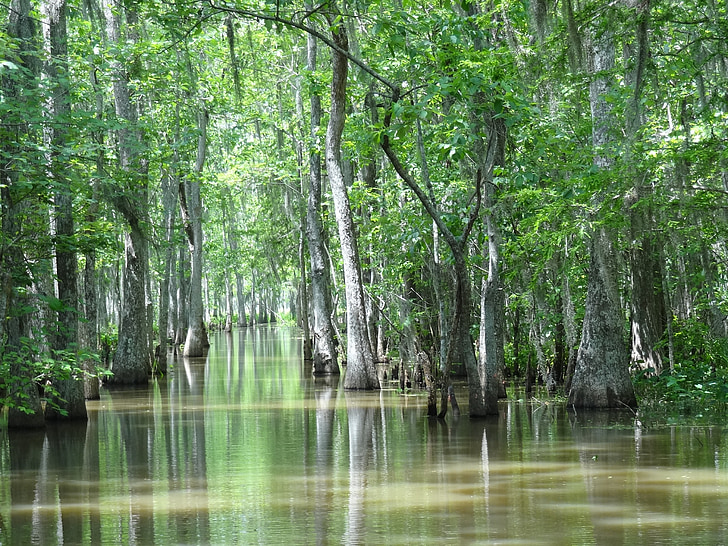 Louisiana, Sumpf, Houma, La, Natur, Bäume, Wasser