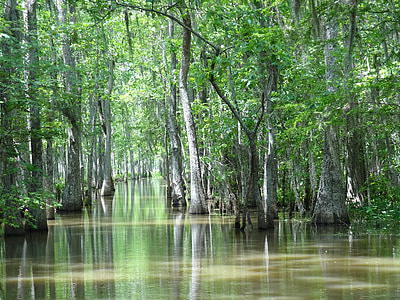 Louisiane, marais, Houma, la, nature, arbres, eau