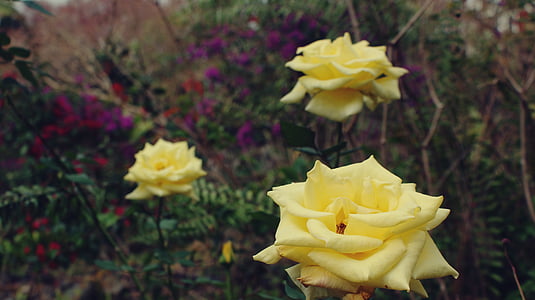 gėlės, geltona, gėlių, geltonos gėlės, Gamta, pavasarį, vasaros