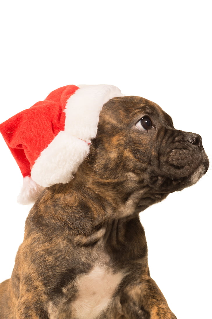 bouledogue, chiot, Christmas, chien, animal, animal de compagnie, chiot