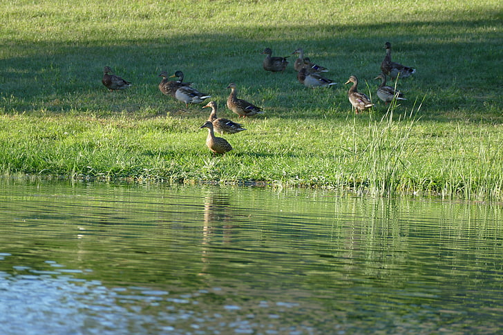 patos, estanque, Lago, naturaleza, pájaro, flora y fauna, agua