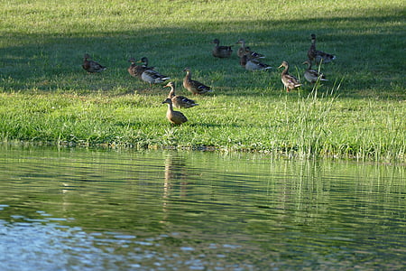 ender, dammen, Lake, natur, fuglen, dyreliv, vann