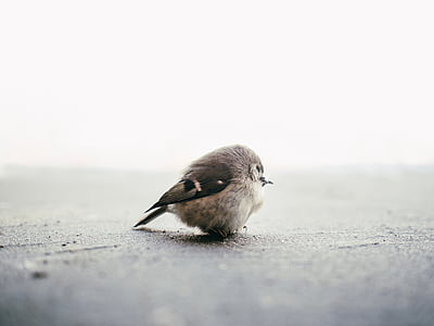 새, 동물, 귀여운, 작은, 작은, 깃털, 자연