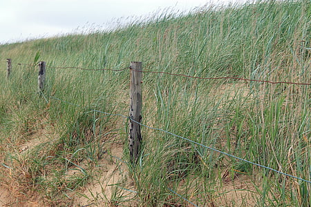 fű, táj, dűne, Beach, tenger, természetvédelmi terület, Északi-tenger