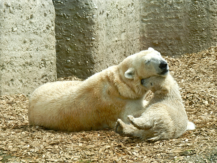 polar bear, mother and child, polar bear cub, polar bear baby, zoo, play, smooch