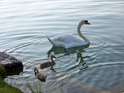 živali, ptice, labodi, Blejsko jezero, družina, mladi, Slovenija