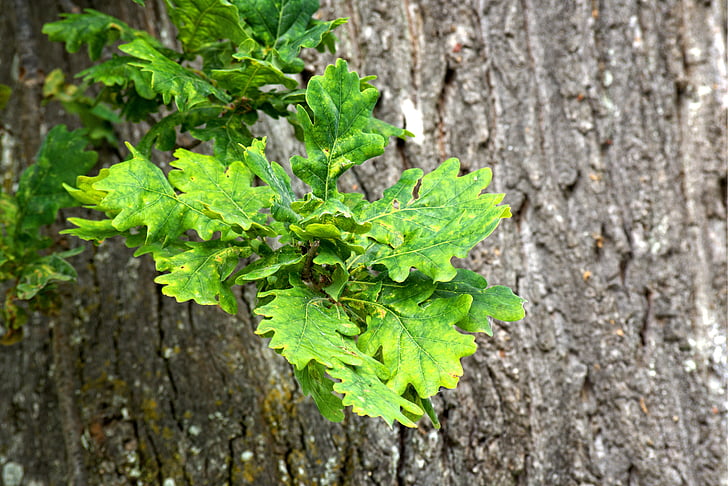 oak leaves, leaves, oak, tree, green, nature, emerge
