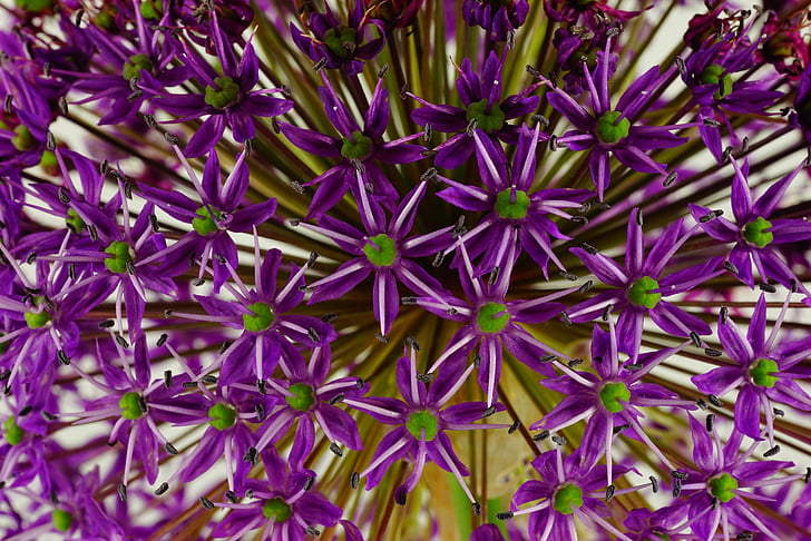 ornamental onion, flower, flowers, spring, plant, close, nature