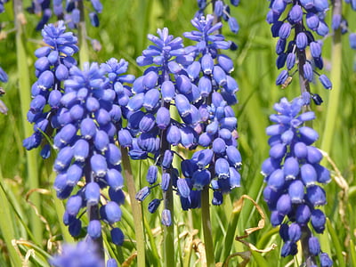 flors, blau, primavera, natura, flor, flor, flors de primavera