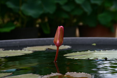 Lotus, fleurs, bouddhisme, étang