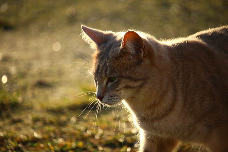 chat, chat de race, automne, lumière du soleil, maquereau, chaton
