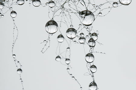 drop, Sieť, synapsie, Pearl, sivá, dažďová kvapka, Villa