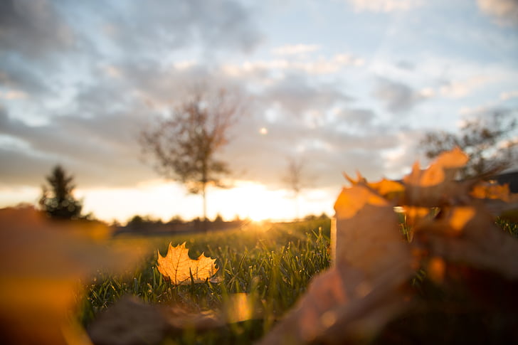 efterårsblade, Blur, sløret, grene, close-up, skyer, Dawn