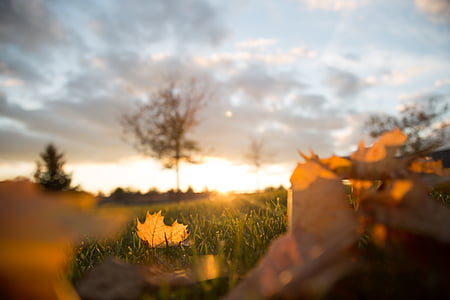 folhas de outono, Borrão, embaçado, Ramos, close-up, nuvens, amanhecer