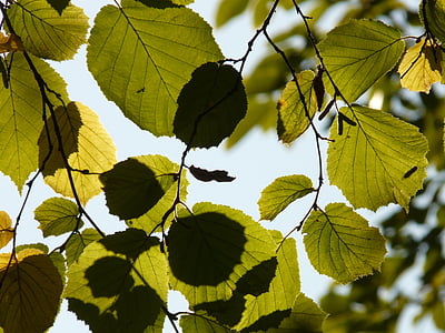 hoja, hojas, luz de nuevo, nogal, avellana, árbol de avellanas, haselnussbamublatt
