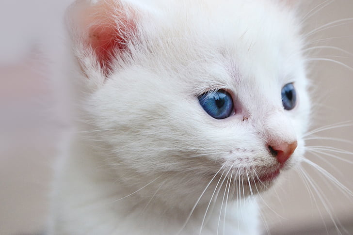 cat, blue eyes, animal, eyes, fur, white, white cute