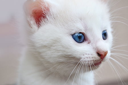 katė, mėlynos akys, gyvūnų, akis, Kailiniai, balta, baltas mielas