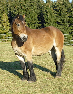 kaltblut, mare, horse, nature, animal, pasture, workhorse
